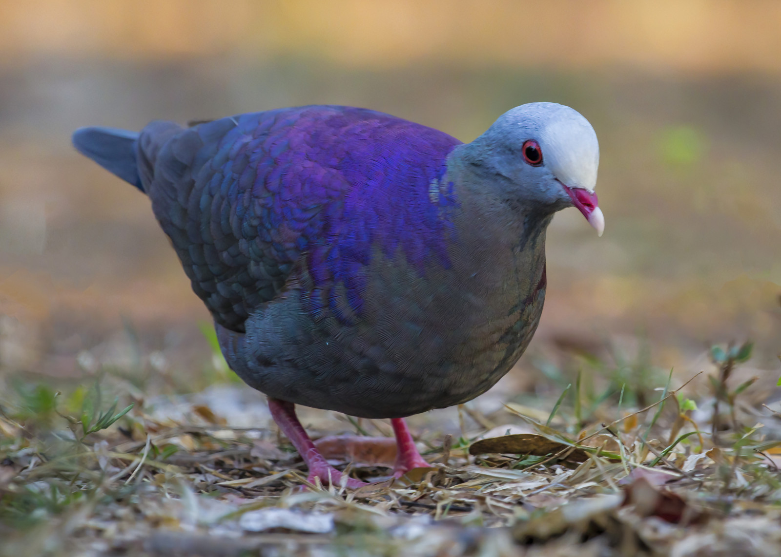image Grey-fronted Quail-Dove